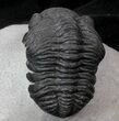Detailed, Phacopid Trilobite - Mrakib, Morocco #36148-1